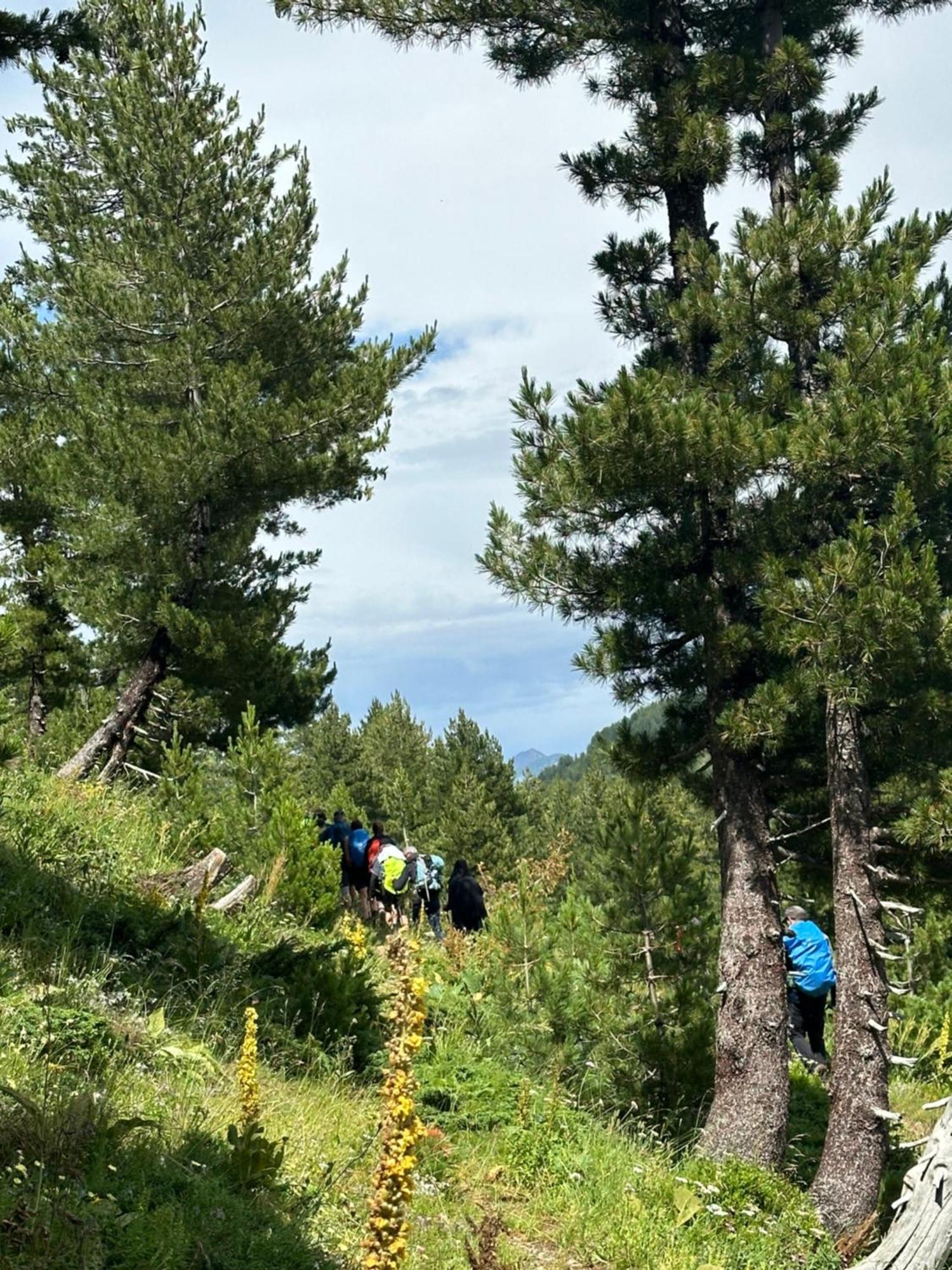 Kolata View *