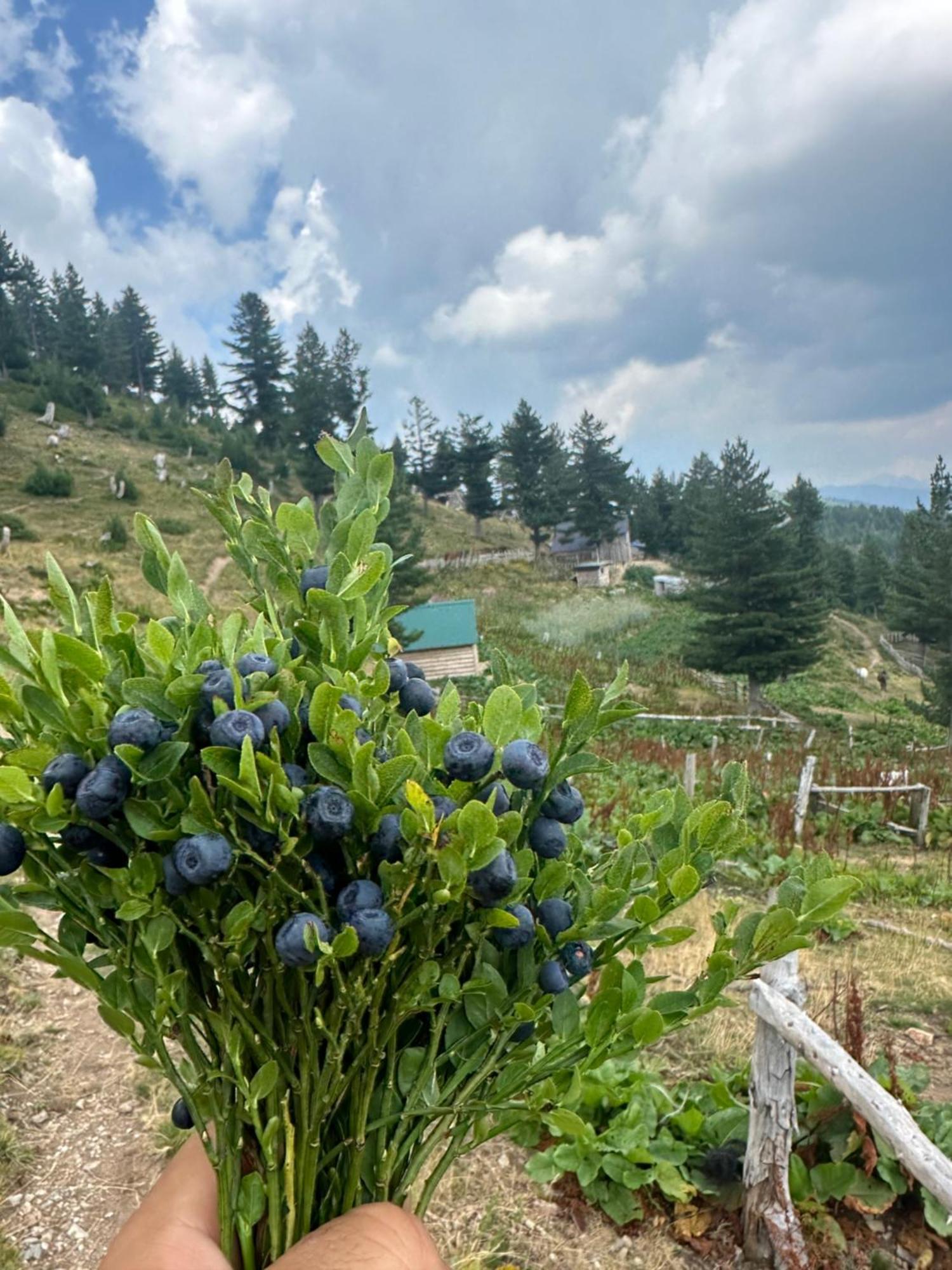 Kolata View