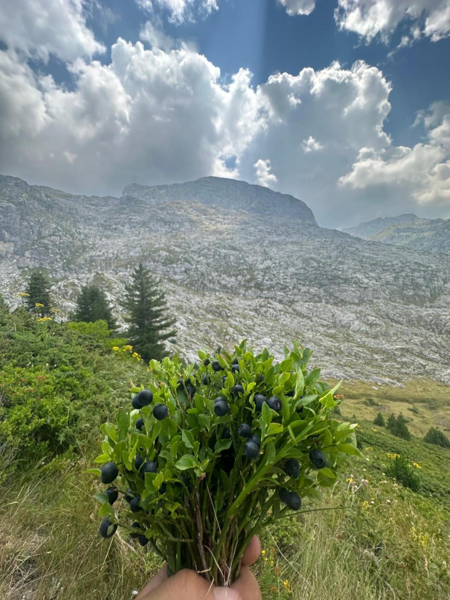 Chalet Kolata View *